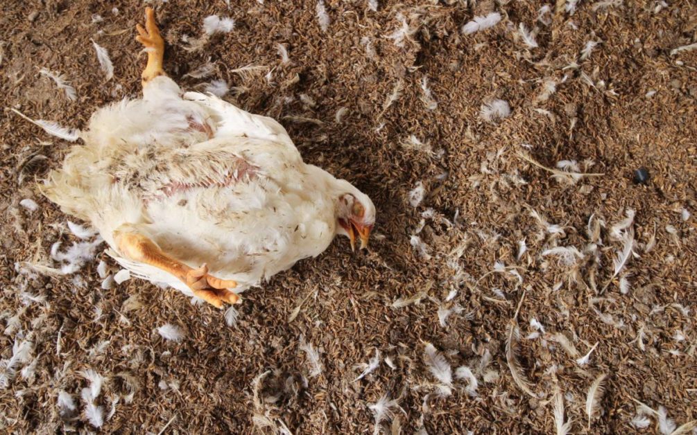 Un volatile mort étendu sur un sol recouvert de plumes et de débris organiques