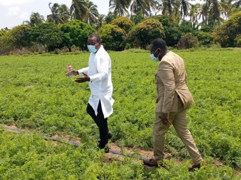 Deux hommes masqués discutent en marchant dans un champ cultivé dense avec des palmiers en arrière-plan