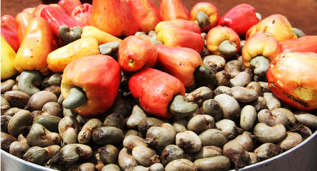Noix de cajou en coque mélangées à des fruits de cajou rouges et jaunes posées sur un support circulaire