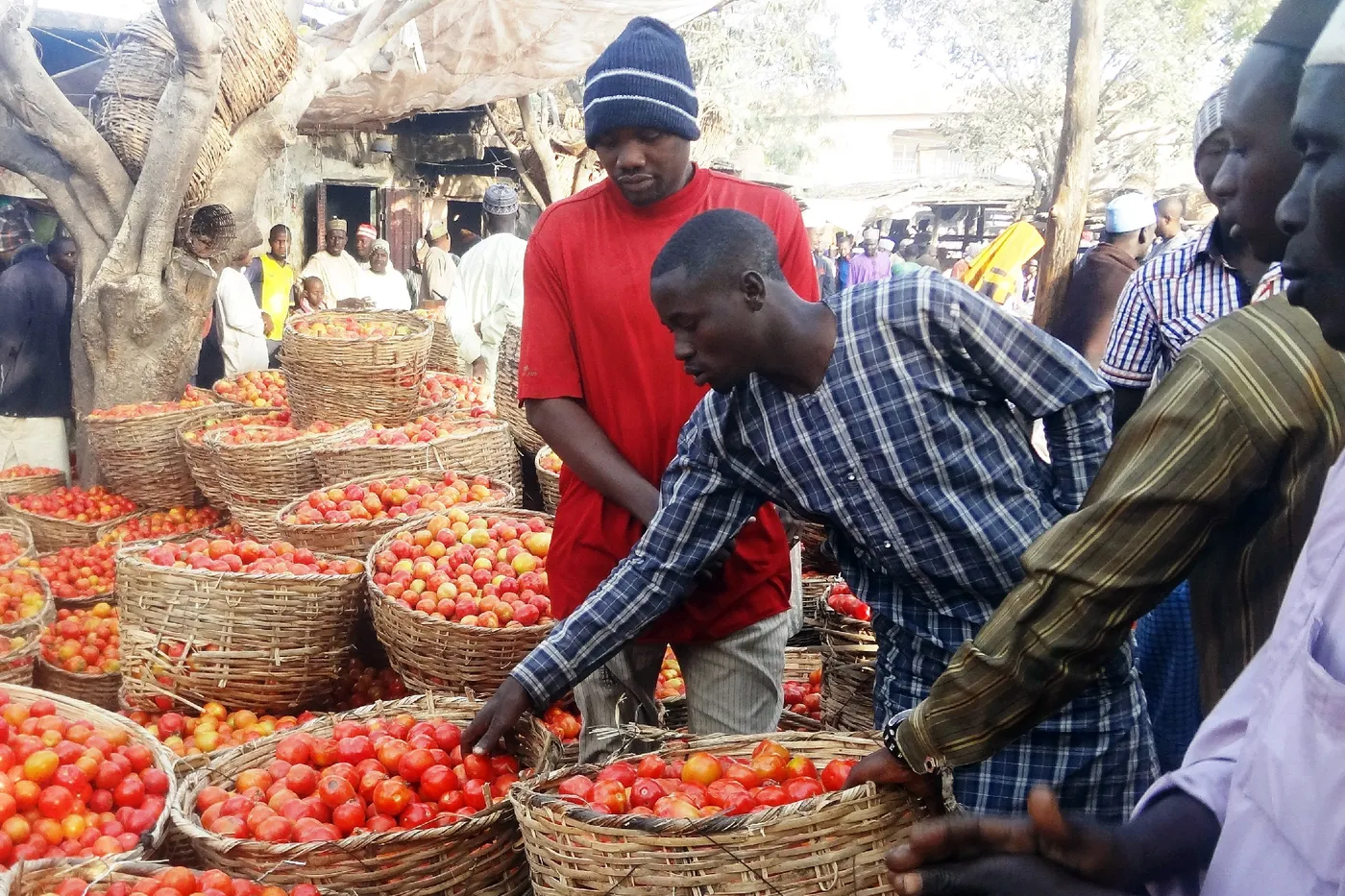 Plusieurs hommes choisissent des tomates dans un marché en plein air avec de nombreux paniers débordant de tomates rouges