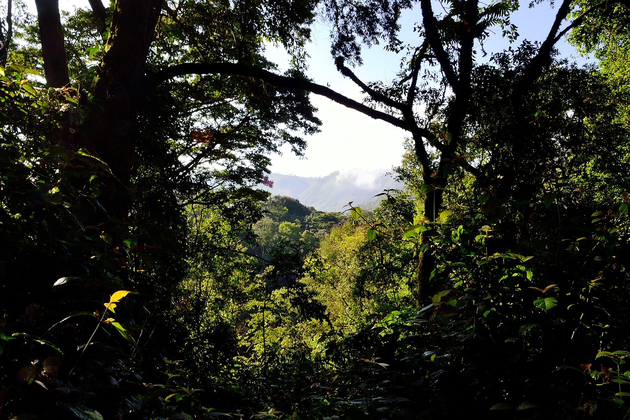 Végétation dense et arbres formant une ouverture laissant entrevoir une colline éclairée par le soleil