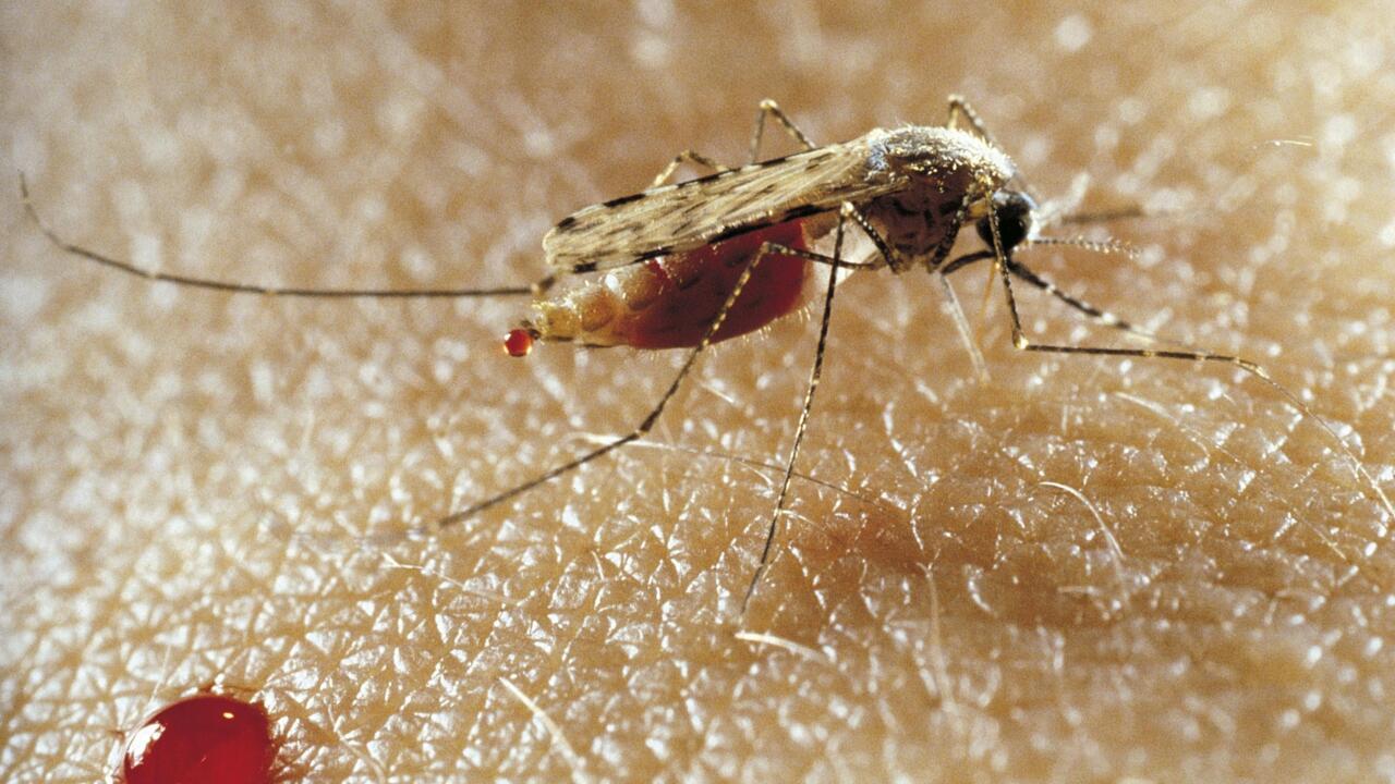Un moustique pique la peau et un petit goutte de sang est visible au contact avec la peau